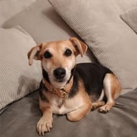 Fáni, ruhiges Seelchen, ca. 8 Jahre, Hündin zur Adoption