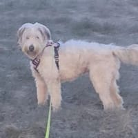 Manolo, geb. 07/2019, 33154 Salzkotten, Hund zur Adoption