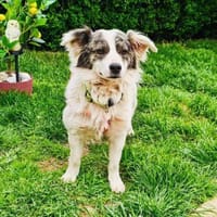 Snoopy ein verschmuster kleiner Kerl, Hund zur Adoption
