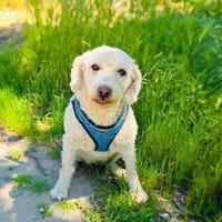 Tolles Pudelmix Mädchen, Hündin zur Adoption