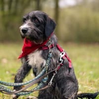 Alani 💗 wartet in 90530 Wendelstein, Hündin zur Adoption