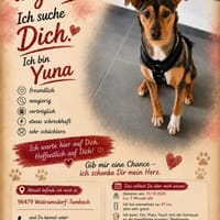 Yuna auf Pflegestelle in Weitramsdorf, Hündin zur Adoption