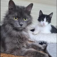Tiki & Sophie Dreamteam sucht Familie, Katze zur Adoption