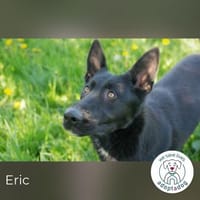 Eric: Black beauty sucht seine Menschen, Hund zur Adoption