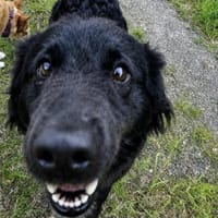 Familienhündin Gabby überzeugt overall, Hündin zur Adoption