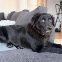 Klein Mü sucht einen Einzelplatz, Hündin zur Adoption
