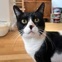 Enzo sucht Dich, Kater zur Adoption