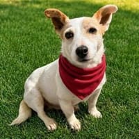 Nina sucht liebevolle Menschen, Hündin zur Adoption