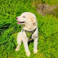 Josi ein liebes Mädchen, Hündin zur Adoption