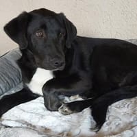 Willi ein traumhafter Welpe, Hund zur Adoption