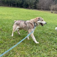 BALI sucht seine Menschen, Hund zur Adoption