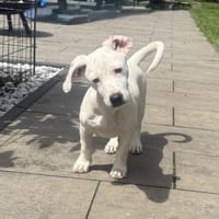Sehr kinderlieber kleiner Rüde, Hund zur Adoption