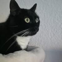 LUMPI sucht dringend Zuhause!, Kater zur Adoption