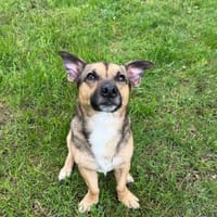 Perlan wartet auf PS in Seevetal, Hund zur Adoption