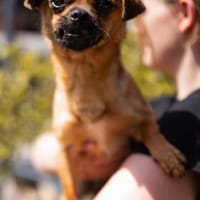 Ellie 💗 wartet bereits in 48153 Münster, Hündin zur Adoption