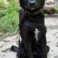Oliver Oli  junger Border-Mix, Hund zur Adoption
