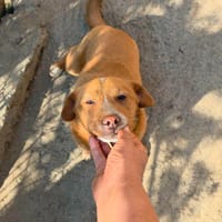 Roger  kleiner Sonnenschein, Hund zur Adoption