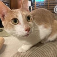 Caffè, roter Wirbelwind, ca. 2 Jahre, Kater zur Adoption