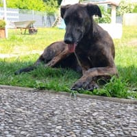 Daino, Hund zur Adoption