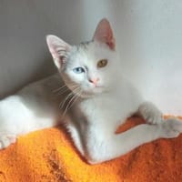 Alfy Schneeweißer Kater sucht Familie, Kater zur Adoption