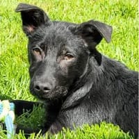 Michel - wartet in 76437 Rastatt, Hund zur Adoption