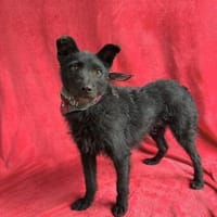 Strolch (Unicum)- Liebevolle Hündin, Hündin zur Adoption