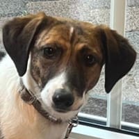 Tanu, geb. ca. 11/2024, 53879 Euskirchen, Hündin zur Adoption