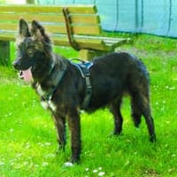 Wolfi - Kleiner Tollpatsch auf der Suche, Hund zur Adoption
