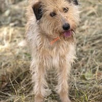 Dexie sucht ihre Familie, Hündin zur Adoption