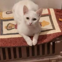 Shaddow Schneeweißes Wölkchen, Kater zur Adoption