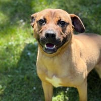 Hope CAA15335, chienne à adopter