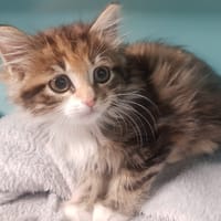 ELEKTRA, chatte à adopter