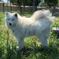 Aska, chienne à adopter