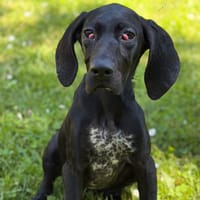 Fifille CAA15337, chienne à adopter