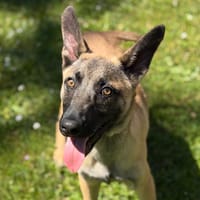 Champion CAA15339, chien à adopter