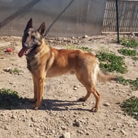 Aslan, chien à adopter