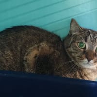 NALALA, chatte à adopter