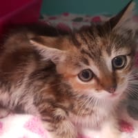 HELA, chatte à adopter