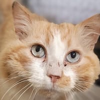 Piranha, chat à adopter