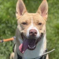 AARON, chien à adopter