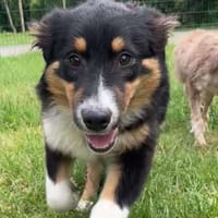 Armonie, chienne à adopter