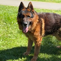 Pablo CAA15334, chien à adopter