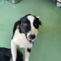 Atika, chienne à adopter