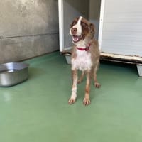 Aloha, chienne à adopter