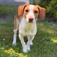 Nomy CAA15336, chienne à adopter