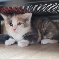 Bruma (réservée), chatte à adopter