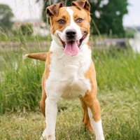 DEXTER, chien à adopter