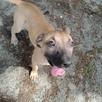 Margot, chienne à adopter
