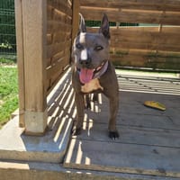 BILBO, chien à adopter