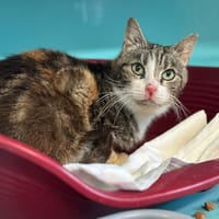 FRIMOUSSE, chatte à adopter